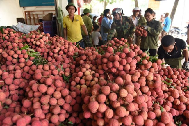 Giải pháp tránh ùn ứ nông sản trong dịch covid 19 (28/05/2021)